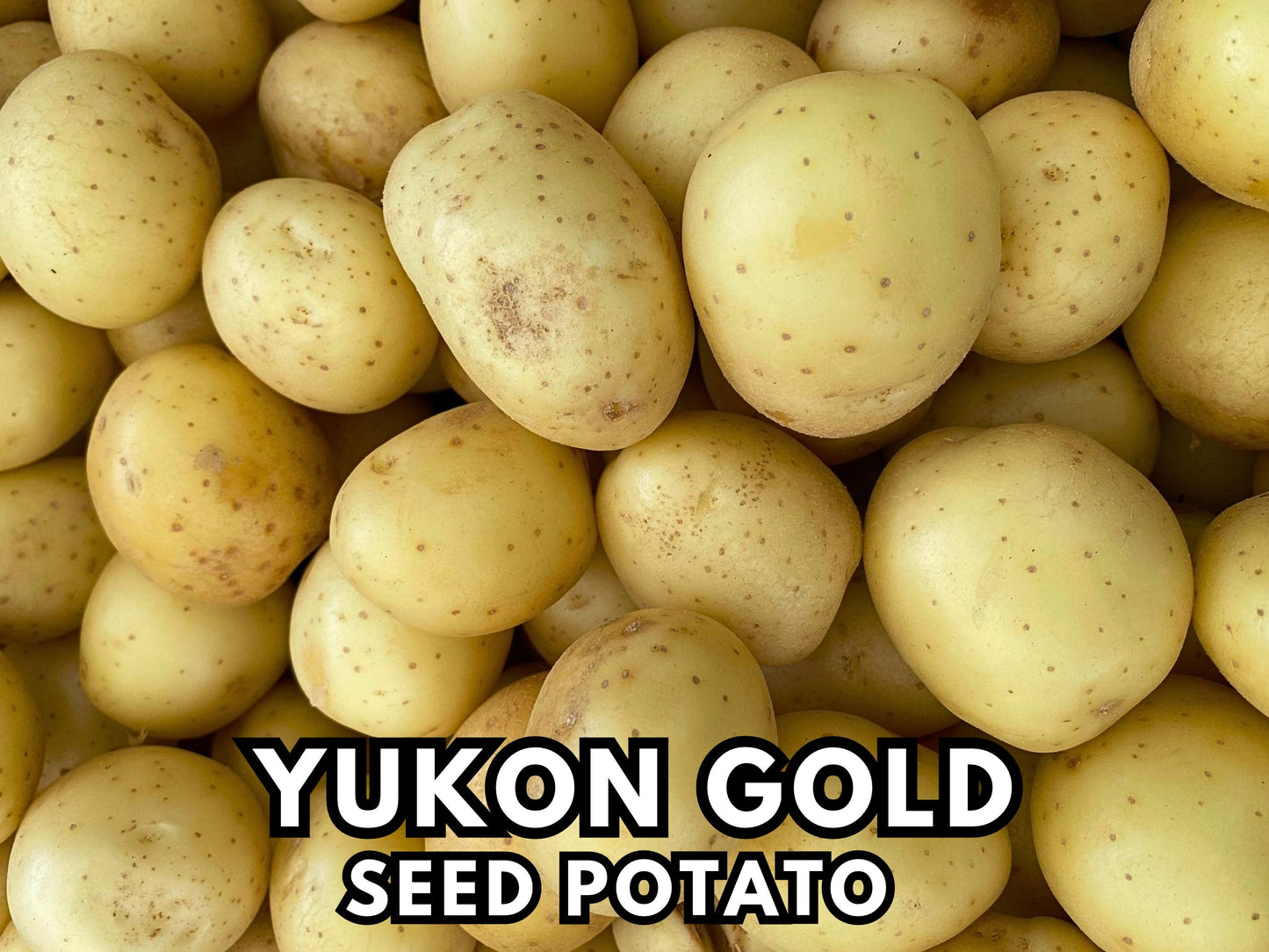 Yukon Gold Seed Potatoes for Planting