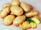 Yukon Gold Seed Potatoes for Planting