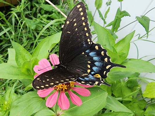 State Fair Zinnia Flower Seeds