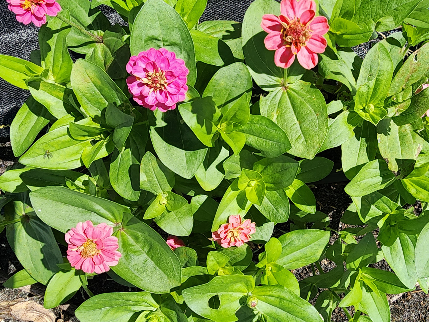 Dwarf Thumbelina Mixed Colors Zinnia