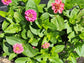 Dwarf Thumbelina Mixed Colors Zinnia