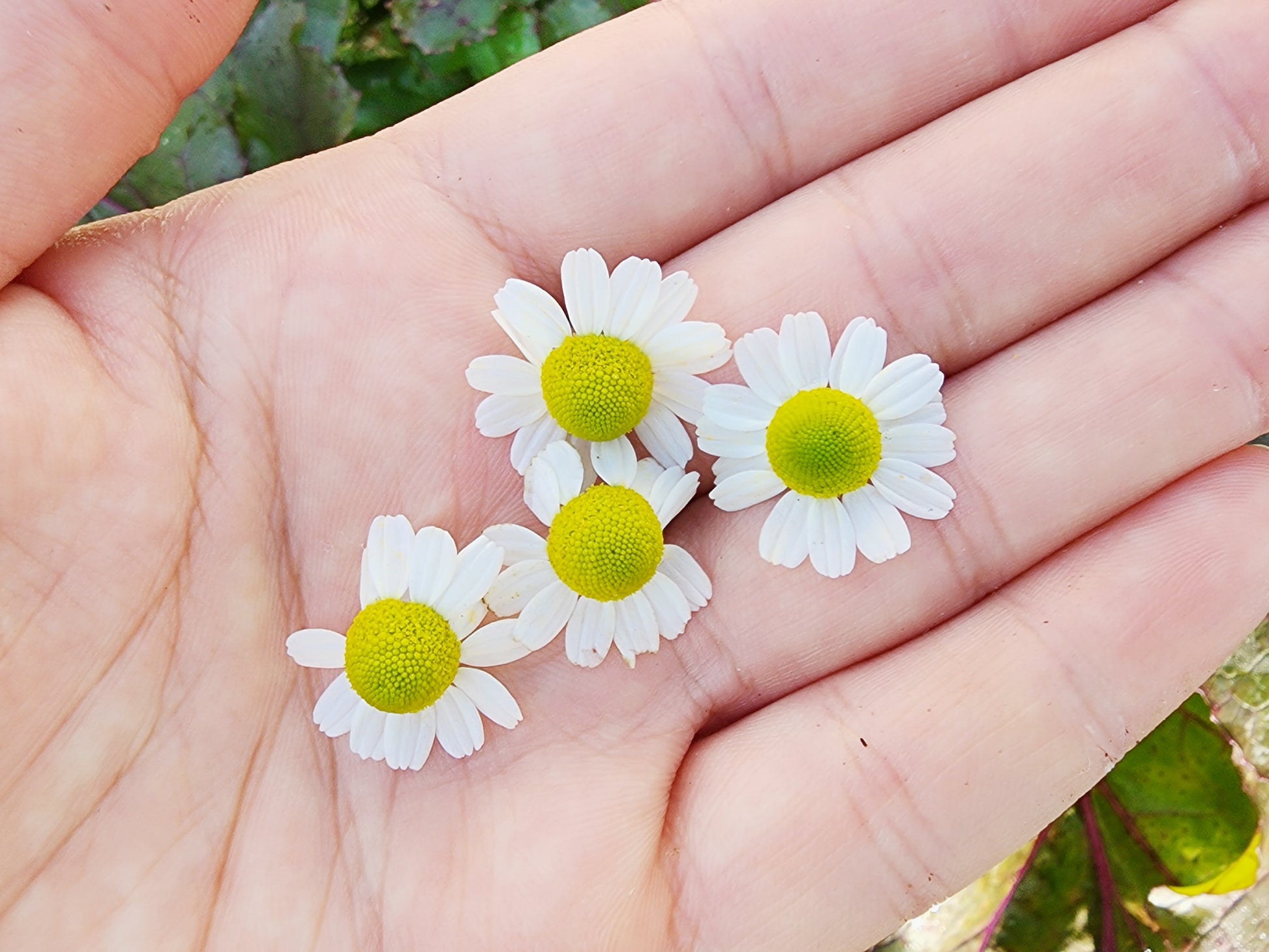 best time to plant chamomile seeds German Chamomile Seeds