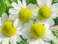 German Chamomile Seeds