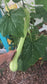 Tromboncino Rampicante Seeds