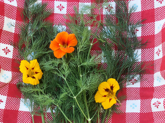 Mammoth Dill Herb Seeds