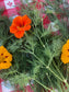 Mammoth Dill Herb Seeds