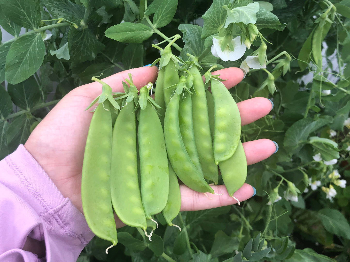 Oregon Sugar Pod II Snow Pea Seeds