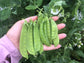 Oregon Sugar Pod II Snow Pea Seeds