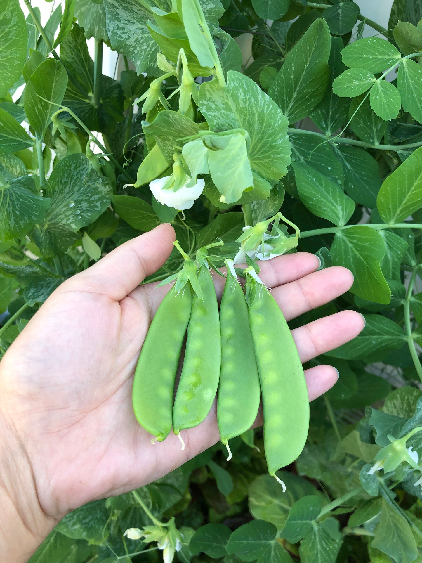 Oregon Sugar Pod II Snow Pea Seeds