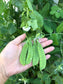 Oregon Sugar Pod II Snow Pea Seeds