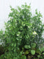 Oregon Sugar Pod II Snow Pea Seeds