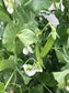 Oregon Sugar Pod II Snow Pea Seeds