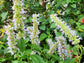 Agastache Korean Mint Flower Seeds