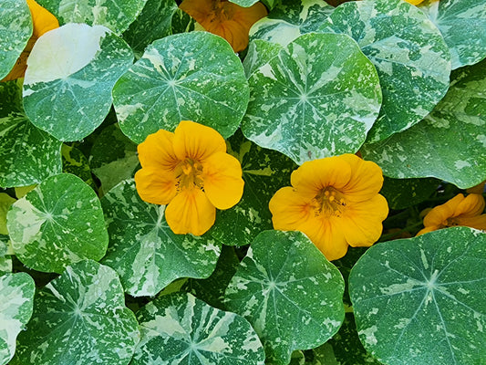 Alaska Variegated Mix Nasturtium Seeds