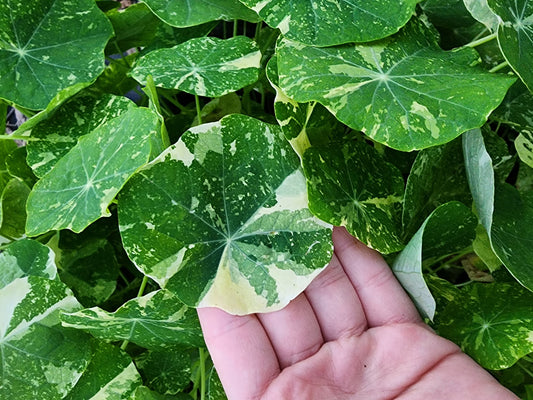 Alaska Variegated Mix Nasturtium Seeds