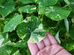Alaska Variegated Mix Nasturtium Seeds