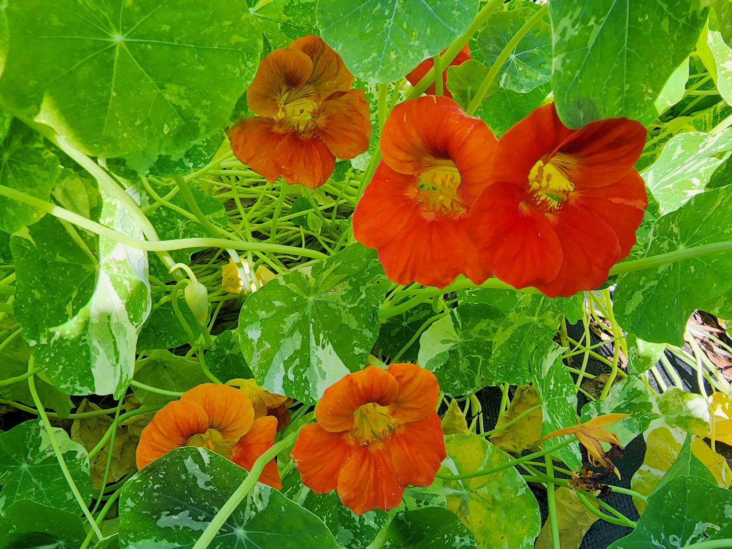 Alaska Variegated Mix Nasturtium Seeds