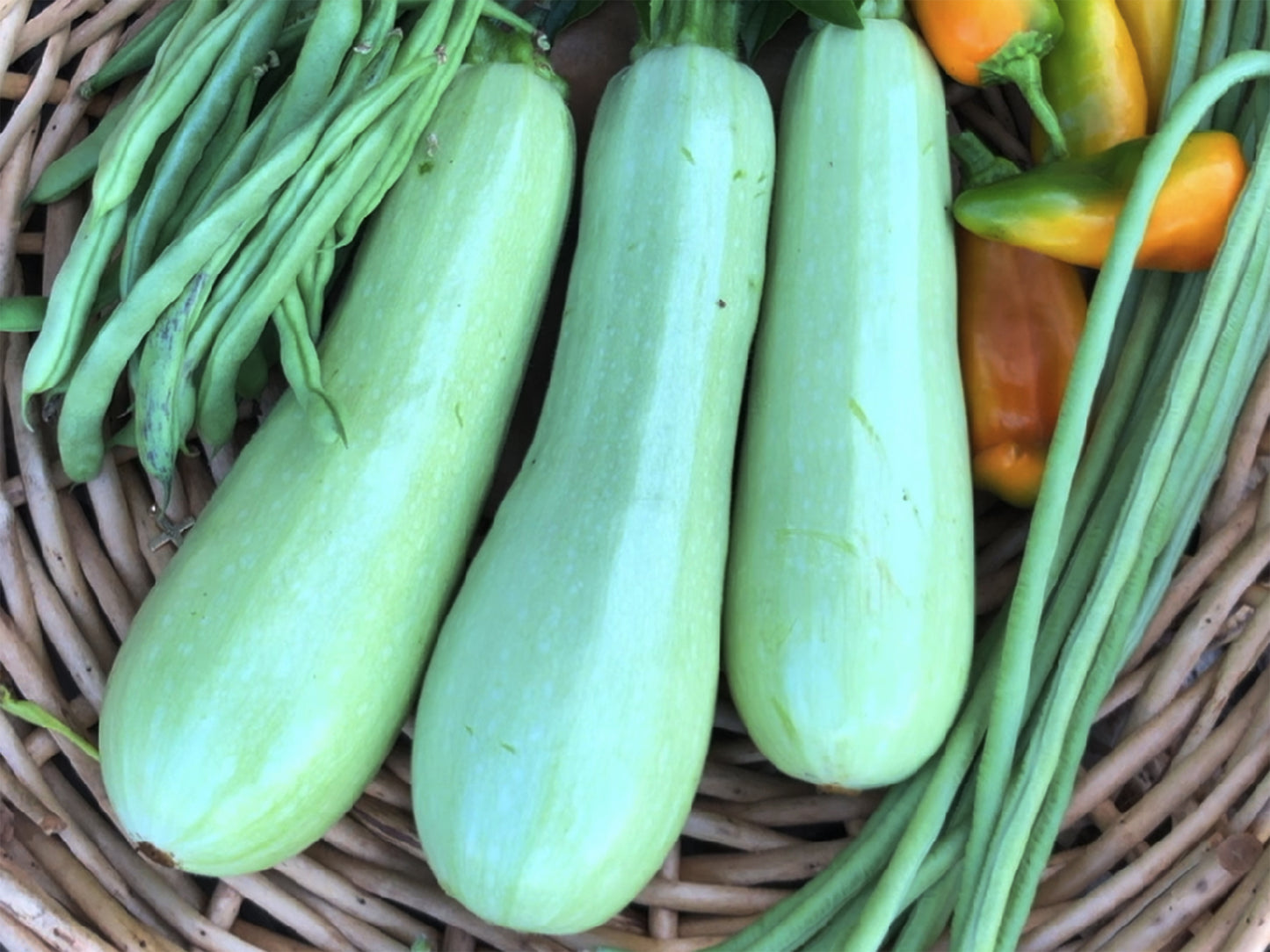 White Lebanese Hybrid Zucchini Seeds