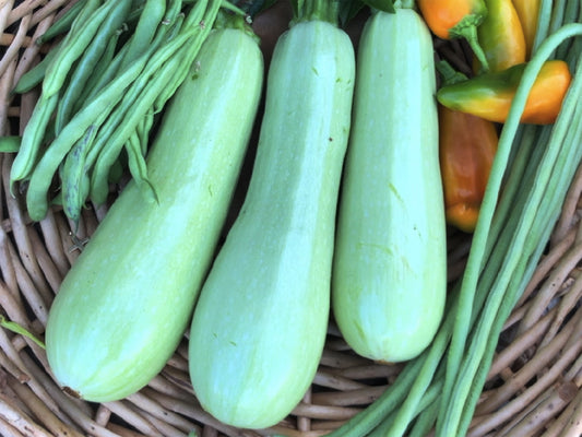 White Lebanese Hybrid Zucchini Seeds