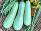 White Lebanese Hybrid Zucchini Seeds