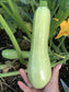 White Lebanese Hybrid Zucchini Seeds