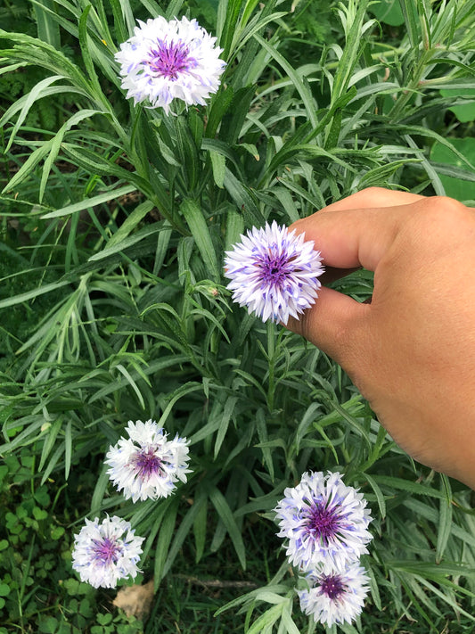 Blue Cornflower aka Bachelors Buttons Mixed Colors Flower Seeds