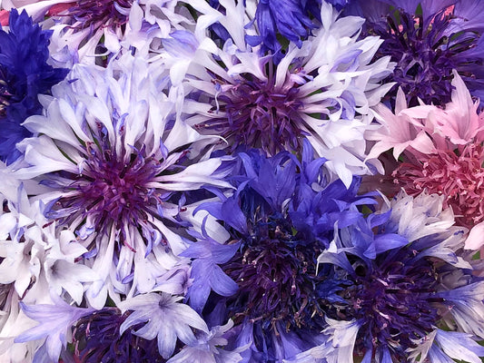 Blue Cornflower aka Bachelors Buttons Mixed Colors Flower Seeds