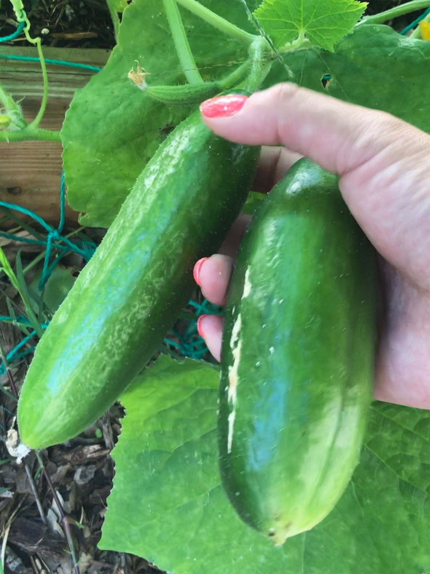 Beit Alpha Cucumber Seeds