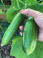 Beit Alpha Cucumber Seeds