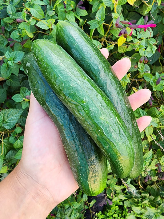 Beit Alpha Cucumber Seeds
