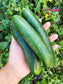 Beit Alpha Cucumber Seeds