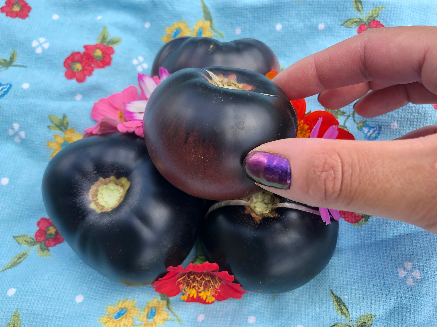 Black Beauty Tomato