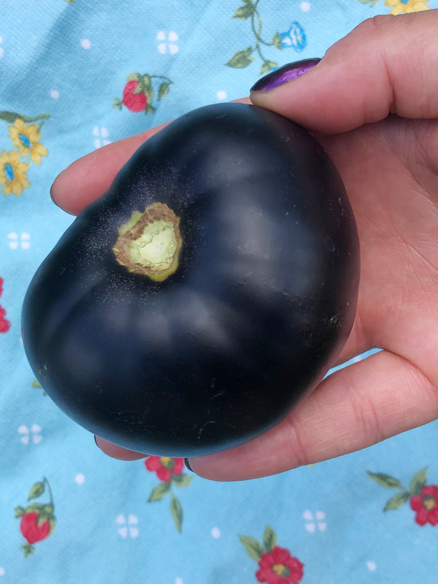 Black Beauty Tomato