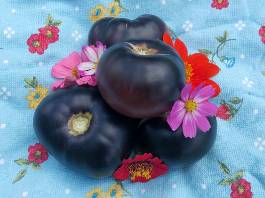 Black Beauty Tomato