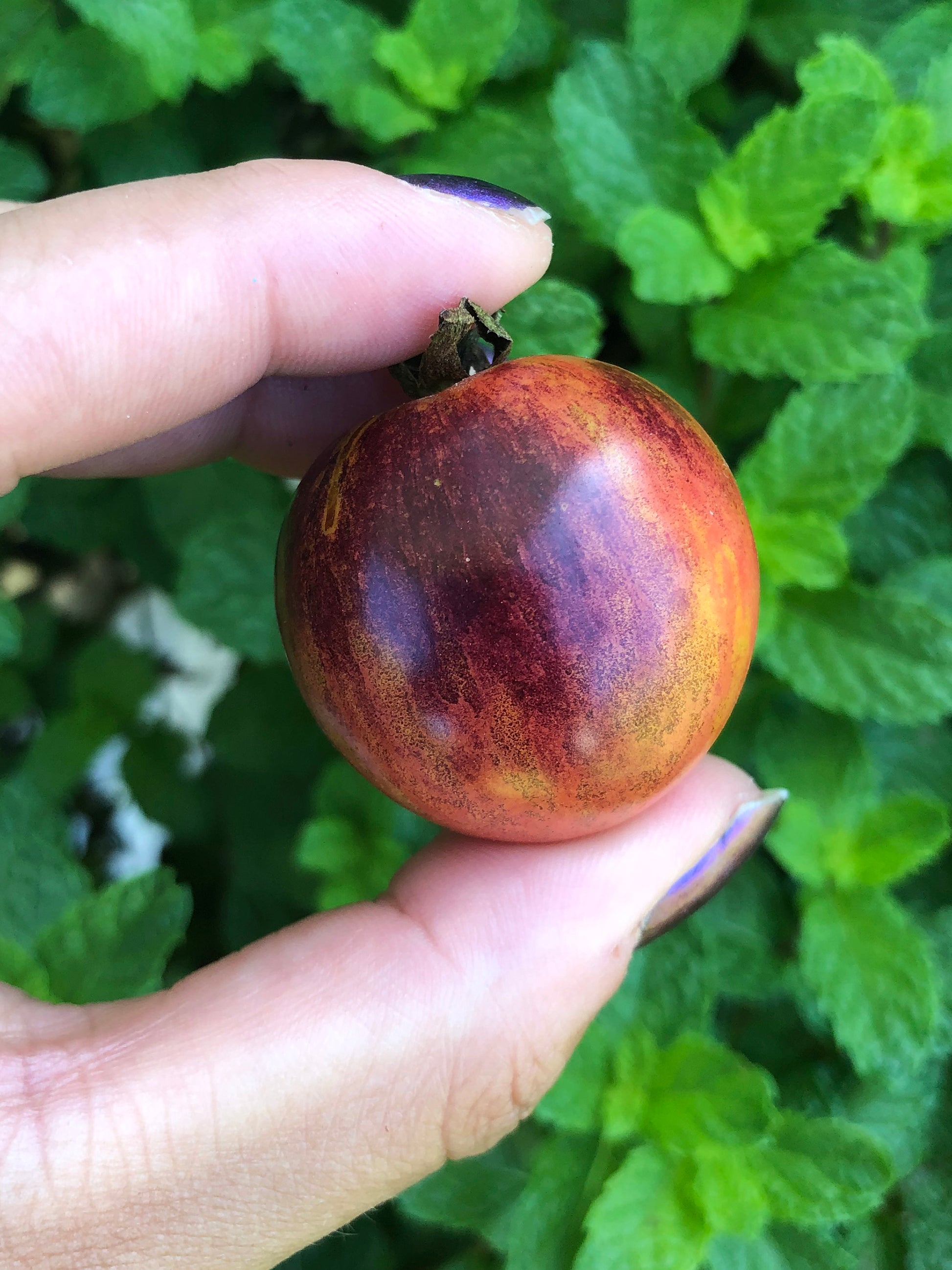 black strawberry seeds Black Strawberry Cherry Tomato Seeds – Heirloom Variety – Jerra's Garden