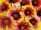Indian Blanket Flower Seeds