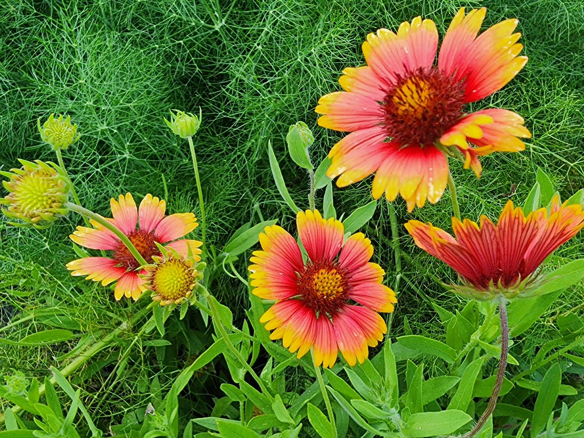 indian flower seeds Indian Blanket Flower Seeds