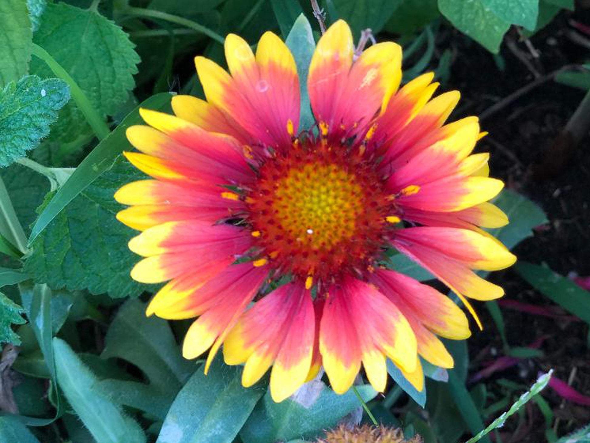 indian flower seeds Indian Blanket Flower Seeds