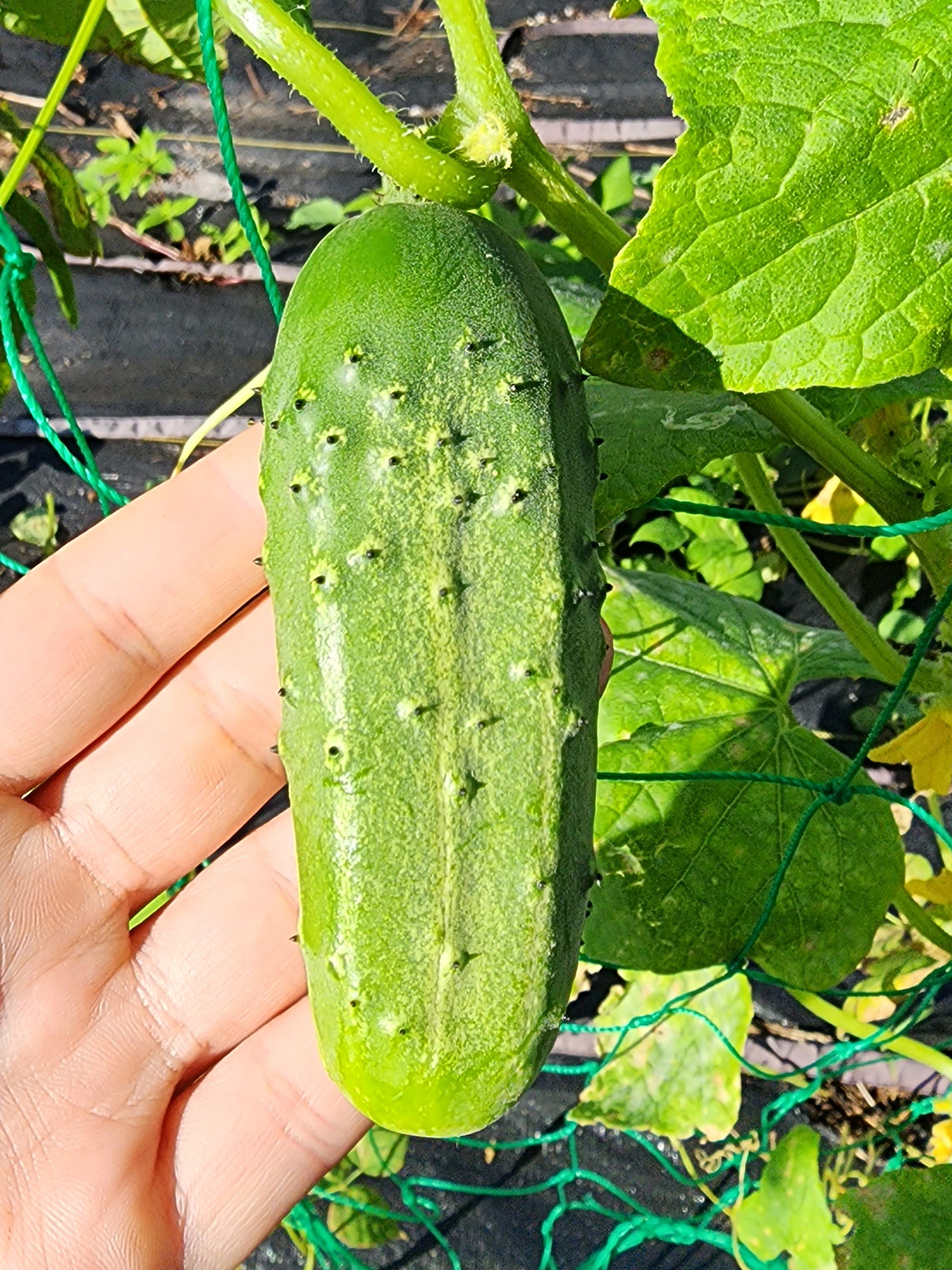 planting boston pickling cucumber seeds Boston Pickling Cucumber Seeds – Crunchy & Easy to Grow – Jerra's Garden