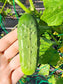 Boston Pickling Cucumber Seeds