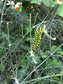 Bronze Fennel Herb Seeds