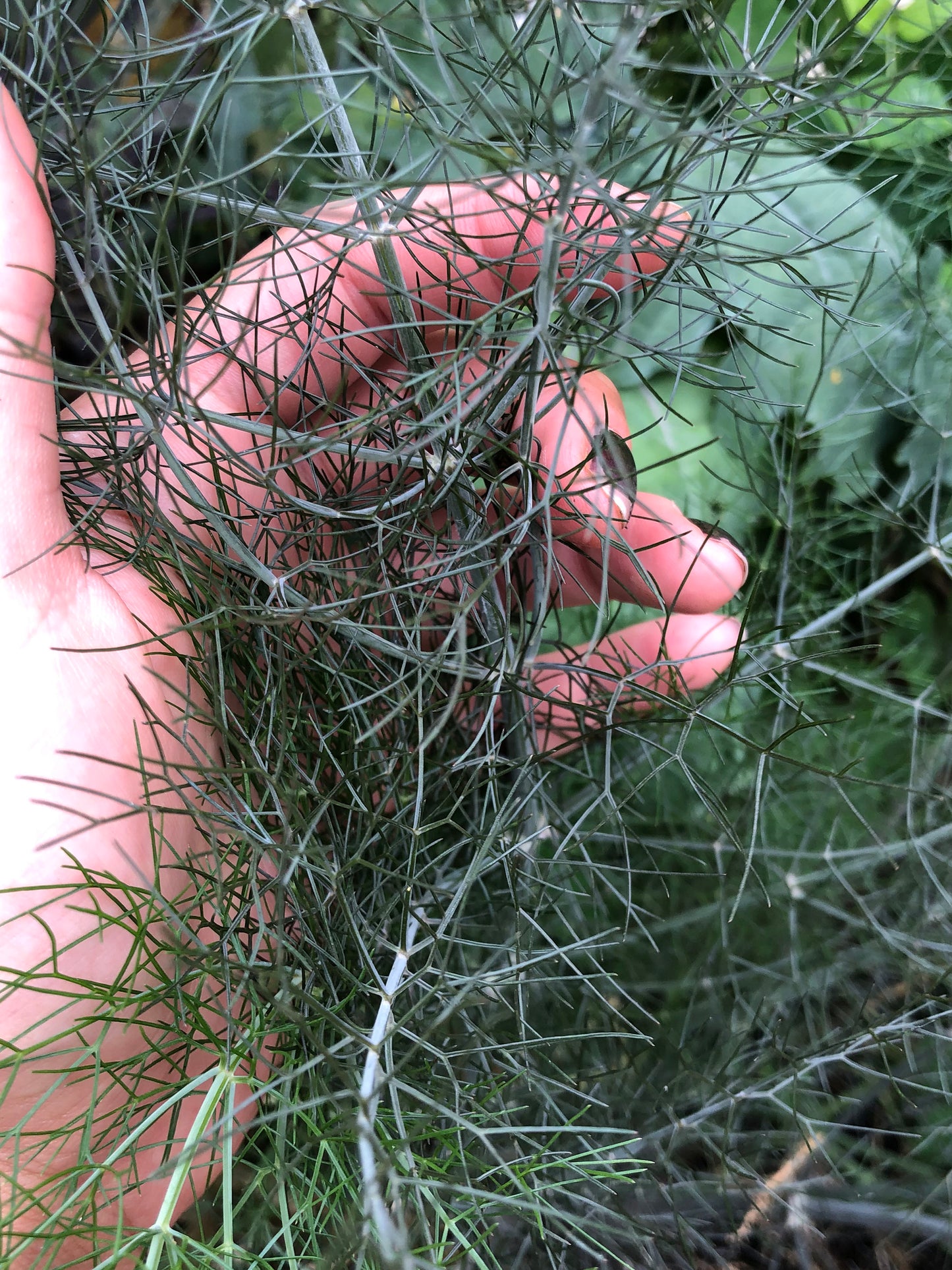 Bronze Fennel Herb Seeds