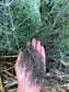 Bronze Fennel Herb Seeds