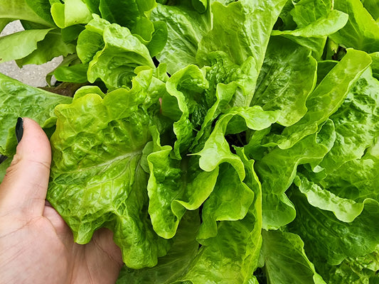 Buttercrunch Lettuce Seeds