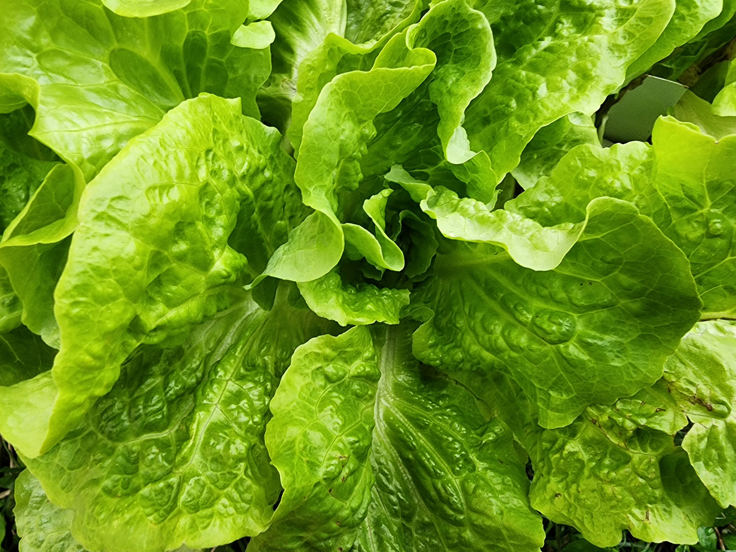 Buttercrunch Lettuce Seeds