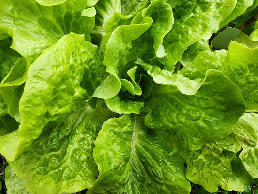 Buttercrunch Lettuce Seeds