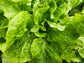Buttercrunch Lettuce Seeds