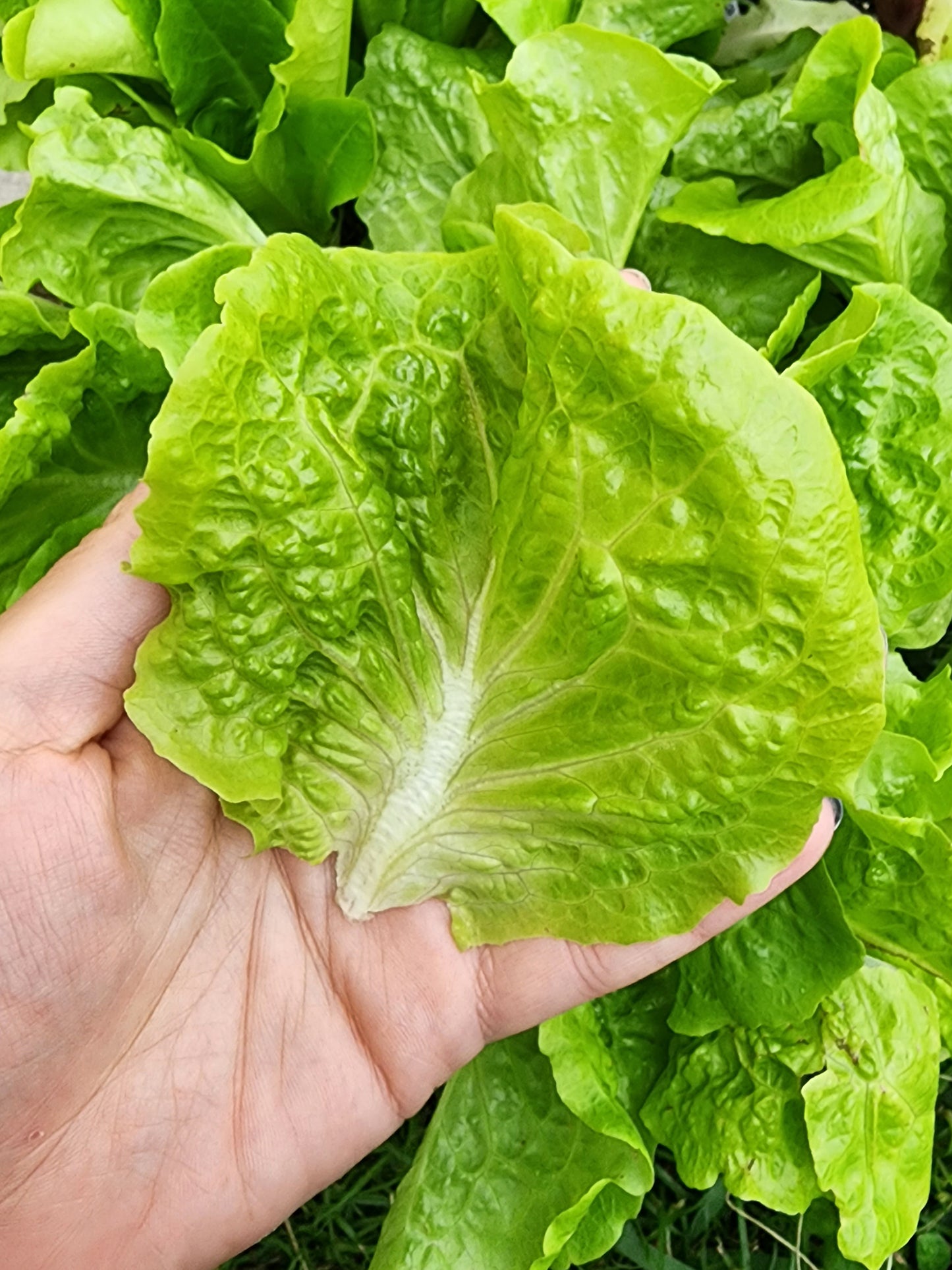 Buttercrunch Lettuce Seeds