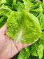 Buttercrunch Lettuce Seeds
