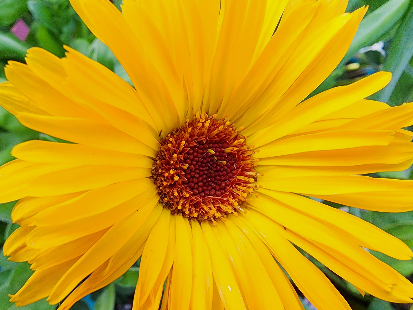 Pacific Beauty Calendula Seeds